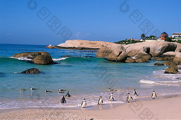 非洲愚蠢的人企鹅spheniscus德梅勒斯殖民地海滩