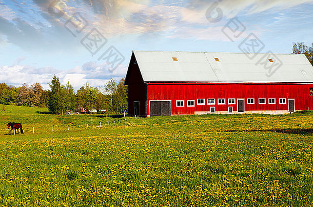 红色的农场房子放牧马