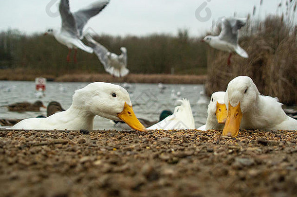 大白色重鸭子amercan北京艾尔斯伯里喂养湖