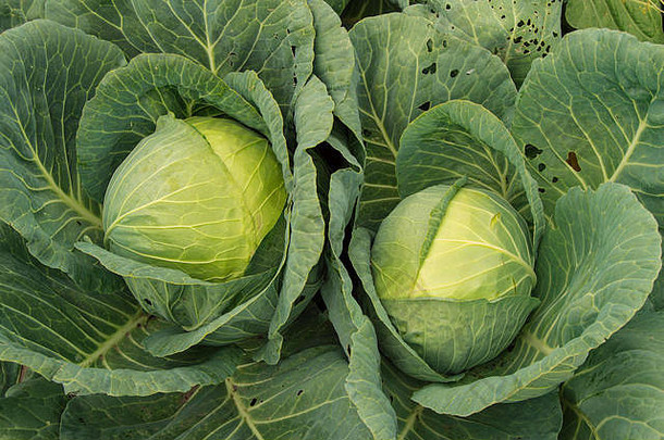 白色卷心菜日益增长的花园素食者健康的食物概念卷心菜背景