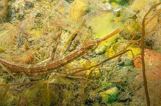 特写镜头图片entelurus水杉属蛇尖嘴鱼图片海景oresund马尔默南部瑞典