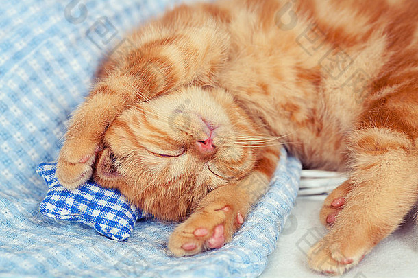睡觉红色的小猫