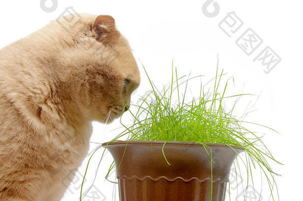 红色的英国褶皱猫吃绿色草孤立的白色