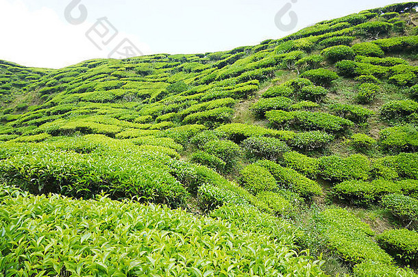 风景优美的拍摄做。茶种植园卡梅隆高地马来西亚