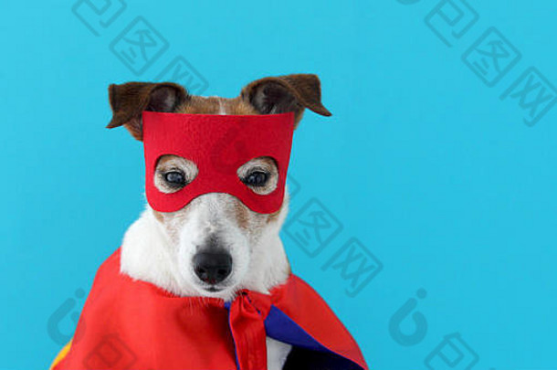 狗杰克罗素超级英雄服装