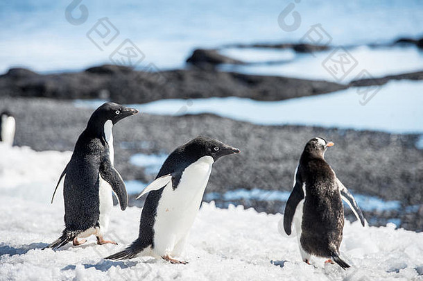 集团阿德利企鹅Pygoscelis阿德利亚南极海岸