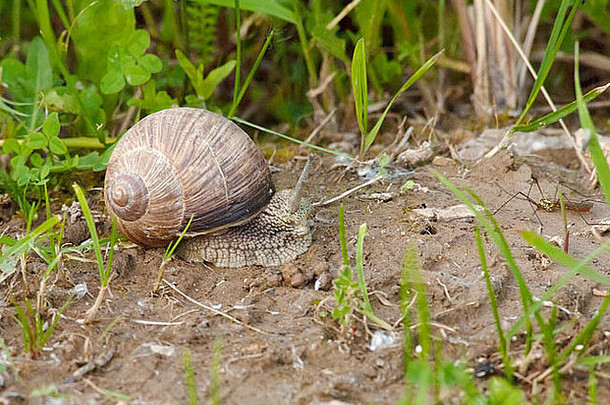 葡萄蜗牛地面草