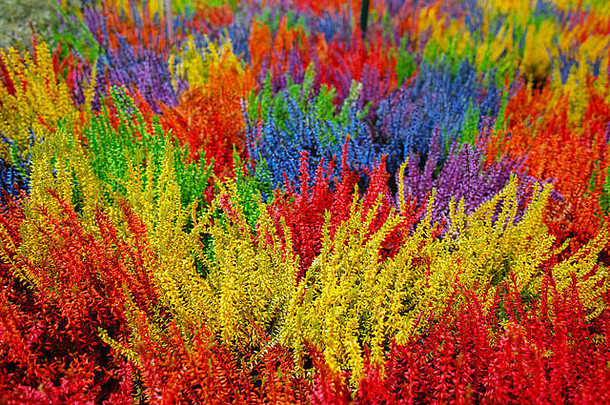 五彩缤纷的开花希瑟毕加索植物色彩斑斓的花背景