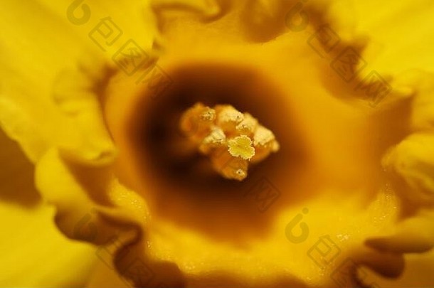 黄色的那喀索斯花宏背景高质量pseudonarcissus家庭石蒜科