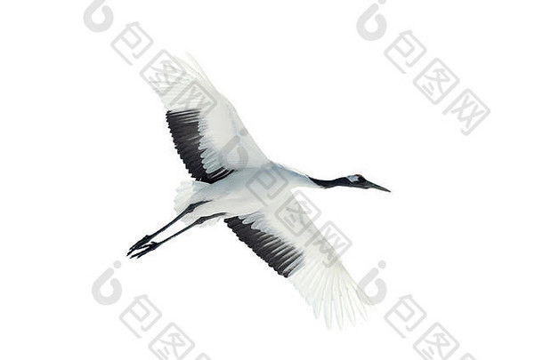 飞行起重机孤立的白色丹顶鹤起重机科学grusjaponensis被称为日本满洲人的起重机大