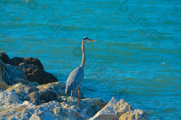 蓝色的鹭起重机沙子关键公园海湾墨西哥佛罗里达