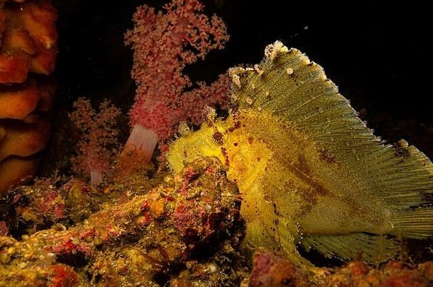 太棒了叶鲉绦虫三棘球菌paperfish发现普尔特galera礁菲律宾