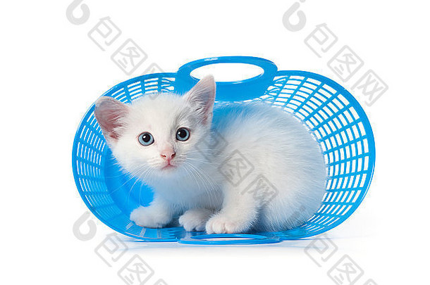 可爱的白色小猫蓝色的眼睛隐<strong>藏蓝色</strong>的塑料篮子白色背景