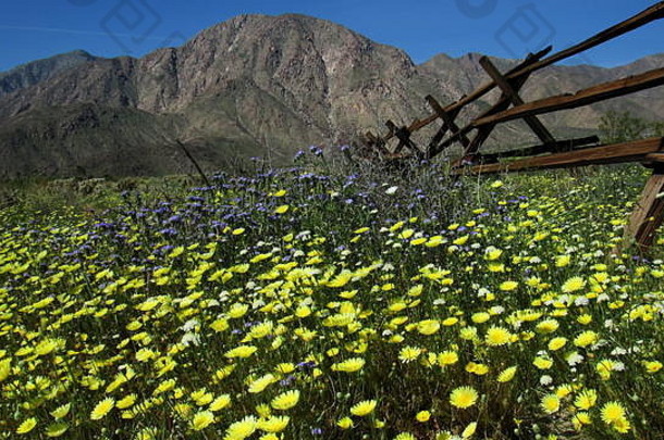 沙漠蒲公英马拉科斯里克斯加利福尼亚明亮的黄色的黄金花成员向日葵家庭