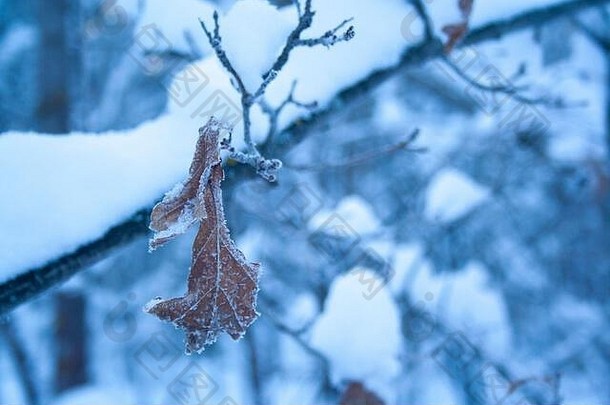 棕色（的）橡木叶覆盖白霜冰晶体寒冷的早....概念发病冬天冷天气冬天圣诞节