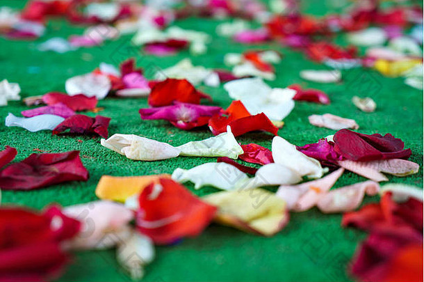 红色的白色玫瑰花瓣分散绿色地毯