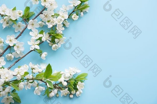 春天白色开花分支机构柔和的蓝色的背景花模式空间文本视图平躺