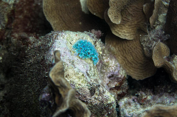 生菜海鼻涕虫爱丽霞crispata发现藻床浅礁区域米脚深很容易识别海