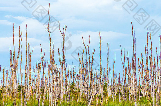 沼泽区域死树埃弗格莱兹多云的天空