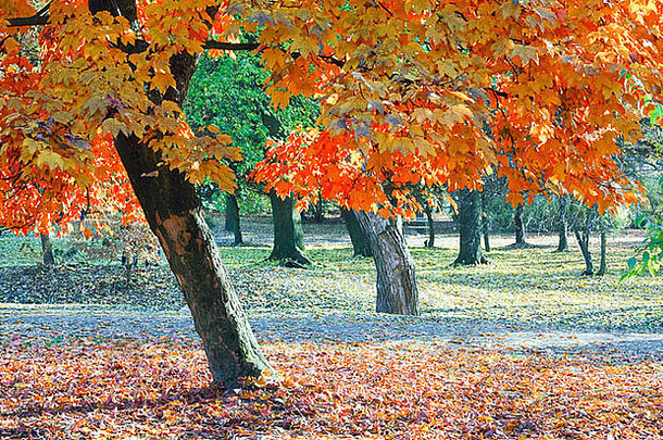 秋天枫木树秋天城市公园
