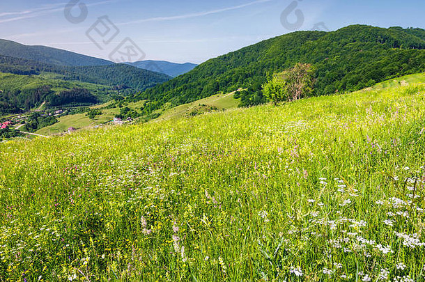 长满草的草地山坡上美丽的农村村谷可爱的明亮的夏天一天