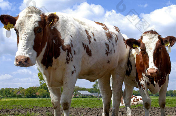 美丽的牛农田荷兰