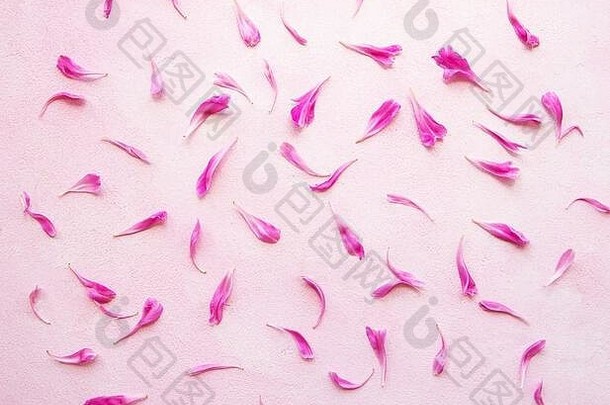 牡丹花瓣粉红色的混凝土背景