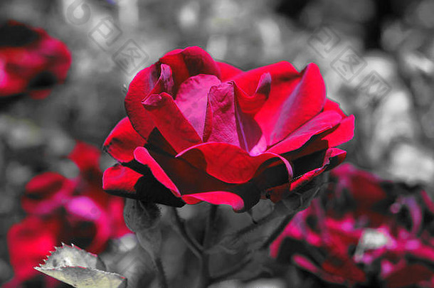 红色的玫瑰黑色的白色背景