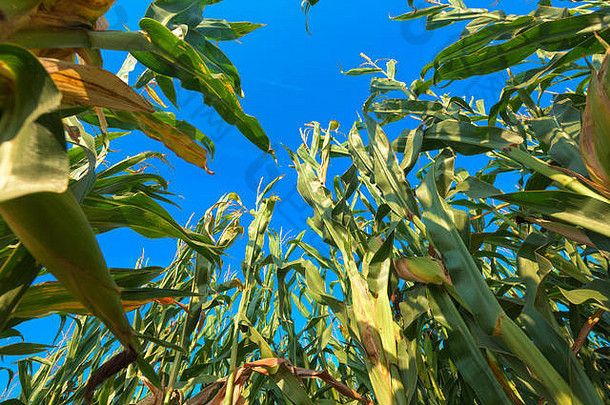 玉米植物日益增长的高低角视图
