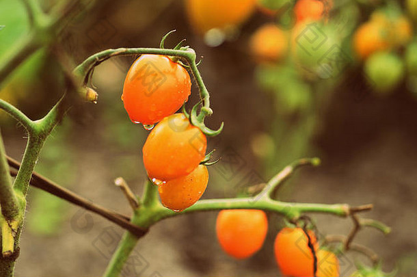 生西红柿花园夏天雨特写镜头