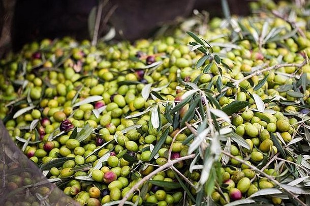 绿色橄榄收获普利亚大区意大利