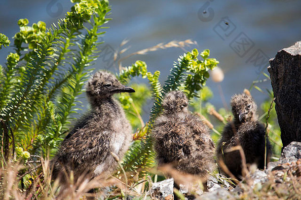 美丽的海鸥海鸟家庭鸥科sub-order快跑年轻的棕色（的）斑点新孵出小鸡站玄武岩岩石冬天