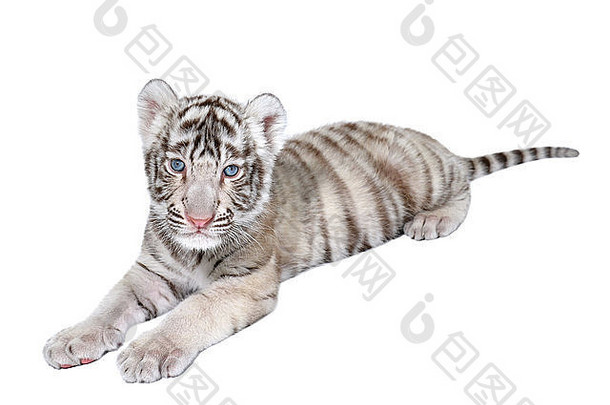 婴儿白色孟加拉老虎孤立的白色背景