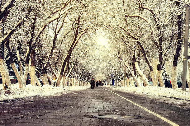 行人通路树冬天