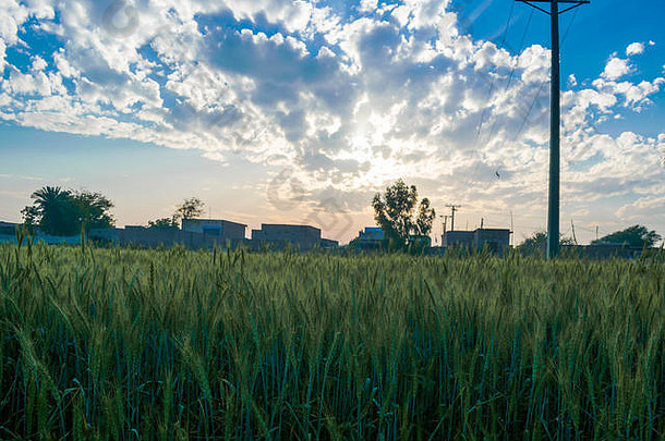 绿色小麦场蓝色的天空背景