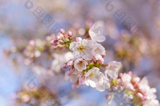 特写镜头春天樱桃花朵日光散景背景