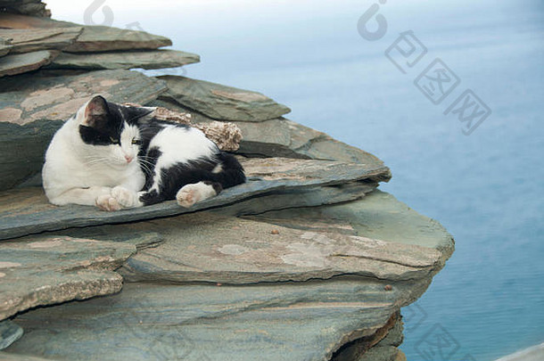 白色黑色的猫放松岩石