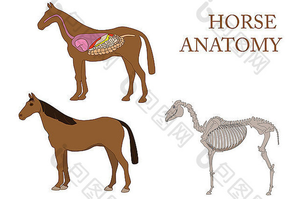 动物学解剖学马横截面骨架