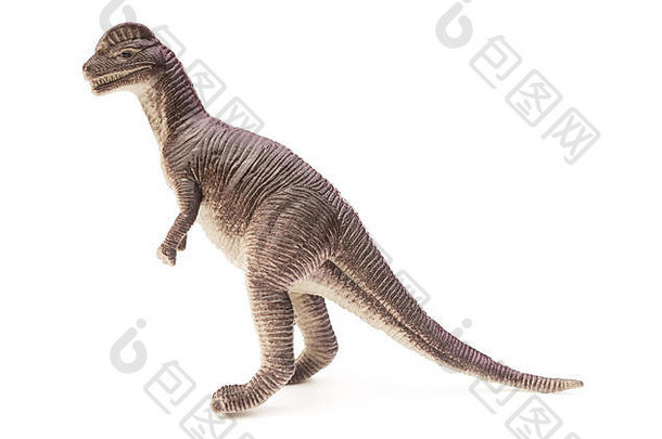 一边视图棕色（的）dilophosaurus<strong>玩具</strong>白色背景