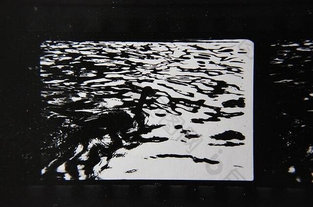 细古董联系打印黑色的白色极端的摄影群<strong>鸭子游泳</strong>池塘