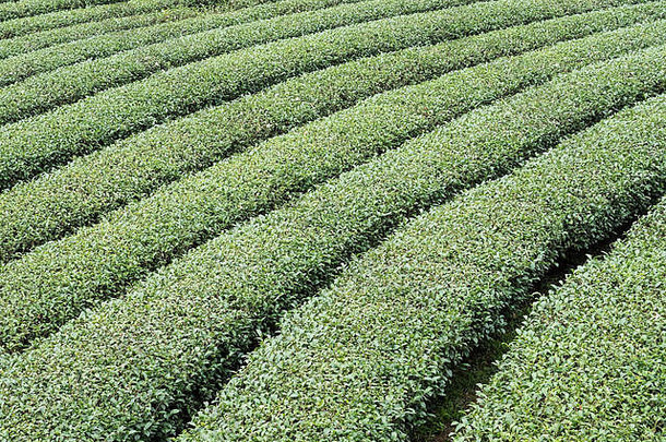 有机茶行当地的茶农场高山北部泰国