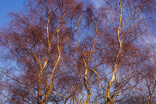 白色树干红色的分支机构树枝银桦木桦木属橡树树温暖的冬天阳光蓝色的天空