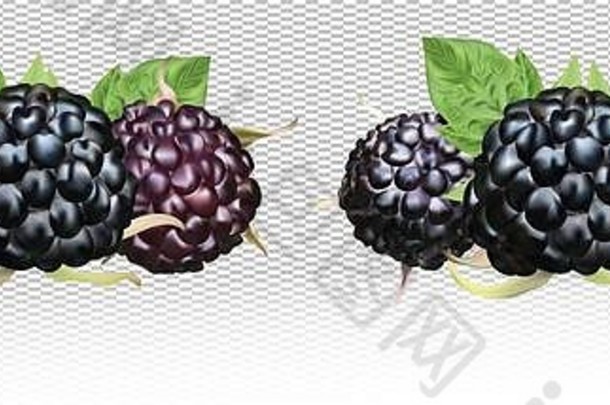 新鲜的黑莓孤立的白色背景集合成熟的黑色的树莓绿色叶夏天浆果关闭插图