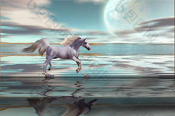 白色阿拉伯种马骑马奔驰浅滩海洋海滩