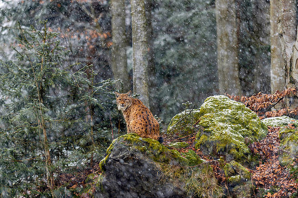 美丽的欧亚猞猁猞猁猞猁描述坐着岩石露头测量雪覆盖周围的环境远程林地冬天设置