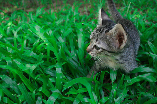 可爱的有趣的可爱的小猫猫玩站绿色草花园