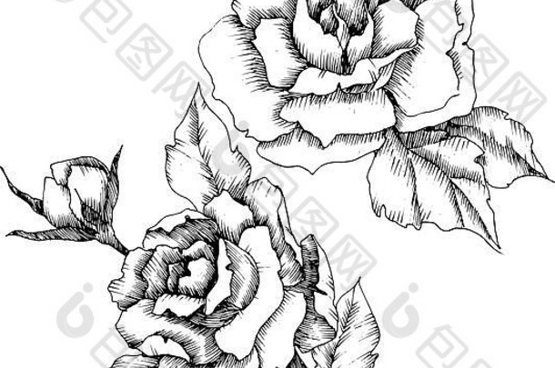 玫瑰花向量风格孤立的插图元素黑色的白色刻墨水艺术