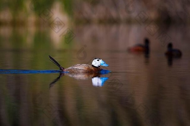 鸭<strong>游泳</strong>湖可爱的蓝色的宣传鸭绿色水反射绿色自然背景鸭白色领导鸭奥西拉leucocephala