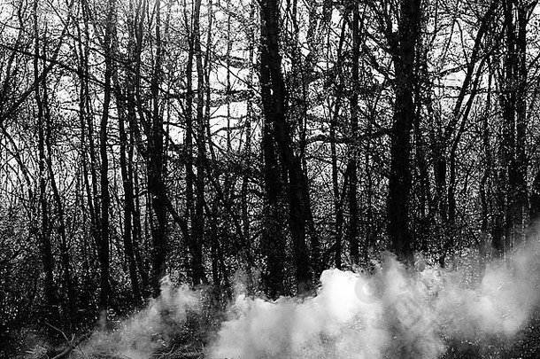 烟令人毛骨悚然的令人毛骨悚然的森林秋天树的轮廓天空