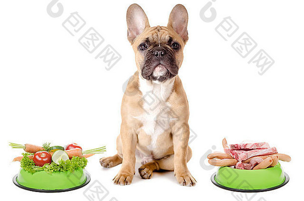 狗选择肉蔬菜白色背景